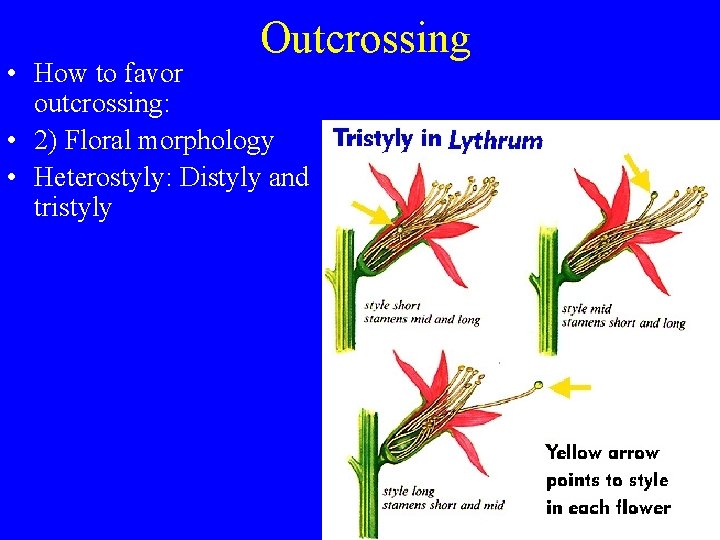 Outcrossing • How to favor outcrossing: • 2) Floral morphology • Heterostyly: Distyly and