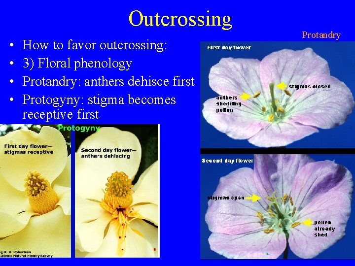 Outcrossing • • How to favor outcrossing: 3) Floral phenology Protandry: anthers dehisce first