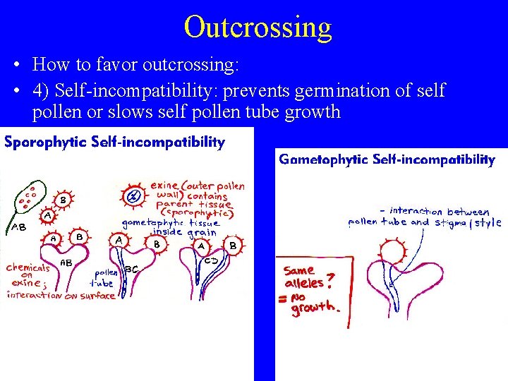 Outcrossing • How to favor outcrossing: • 4) Self-incompatibility: prevents germination of self pollen