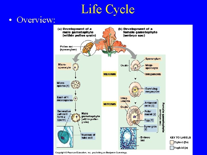  • Overview: Life Cycle 