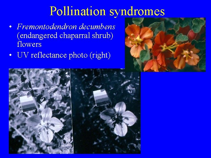 Pollination syndromes • Fremontodendron decumbens (endangered chaparral shrub) flowers • UV reflectance photo (right)