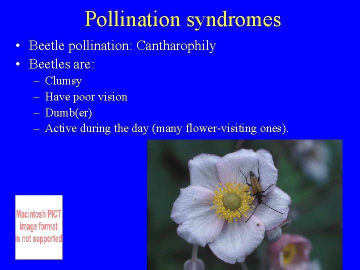 Pollination syndromes • Beetle pollination: Cantharophily • Beetles are: – – Clumsy Have poor