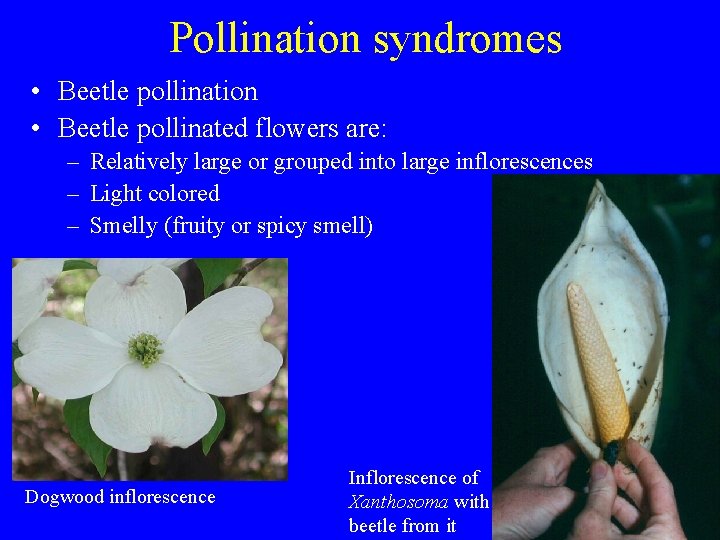 Pollination syndromes • Beetle pollination • Beetle pollinated flowers are: – Relatively large or