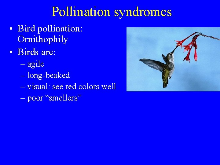 Pollination syndromes • Bird pollination: Ornithophily • Birds are: – agile – long-beaked –