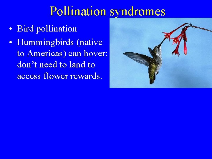 Pollination syndromes • Bird pollination • Hummingbirds (native to Americas) can hover: don’t need