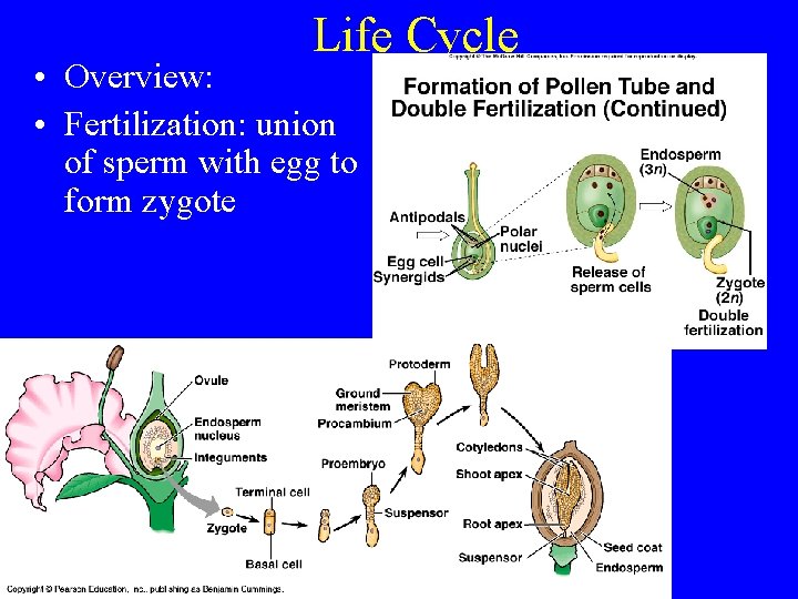 Life Cycle • Overview: • Fertilization: union of sperm with egg to form zygote