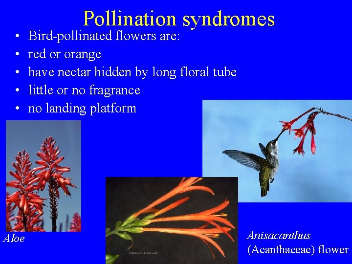  • • • Aloe Pollination syndromes Bird-pollinated flowers are: red or orange have