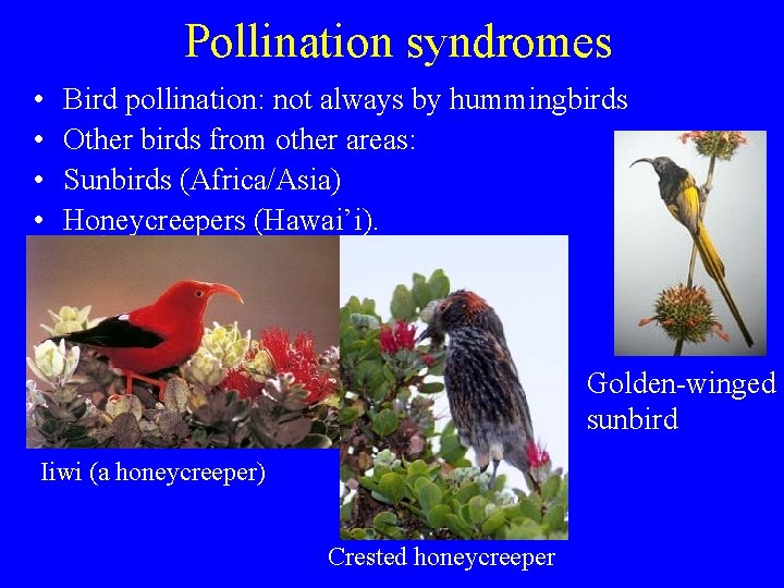 Pollination syndromes • • Bird pollination: not always by hummingbirds Other birds from other