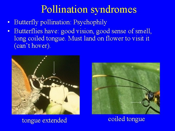Pollination syndromes • Butterfly pollination: Psychophily • Butterflies have: good vision, good sense of