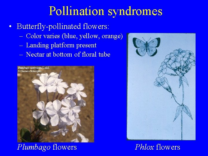 Pollination syndromes • Butterfly-pollinated flowers: – Color varies (blue, yellow, orange) – Landing platform
