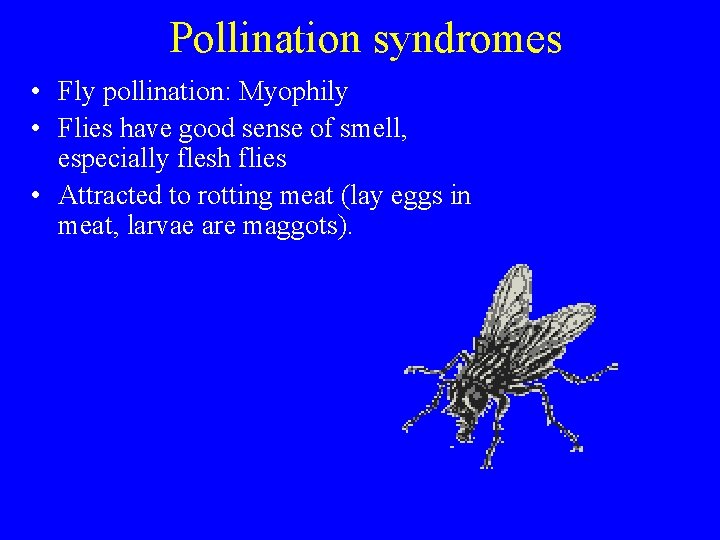 Pollination syndromes • Fly pollination: Myophily • Flies have good sense of smell, especially