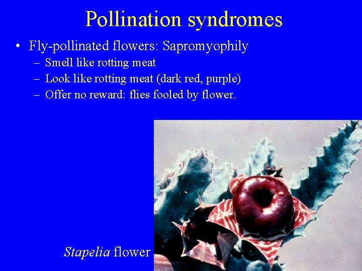 Pollination syndromes • Fly-pollinated flowers: Sapromyophily – Smell like rotting meat – Look like