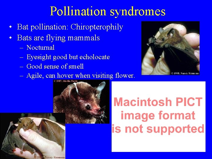 Pollination syndromes • Bat pollination: Chiropterophily • Bats are flying mammals – – Nocturnal
