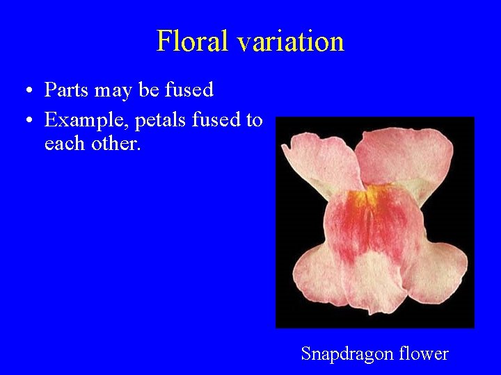 Floral variation • Parts may be fused • Example, petals fused to each other.