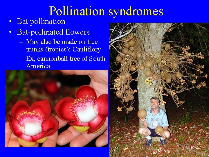 Pollination syndromes • Bat pollination • Bat-pollinated flowers – May also be made on