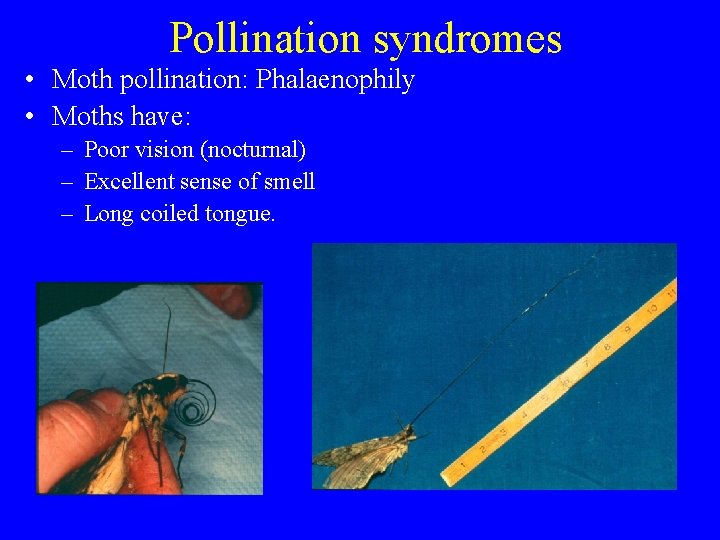 Pollination syndromes • Moth pollination: Phalaenophily • Moths have: – Poor vision (nocturnal) –