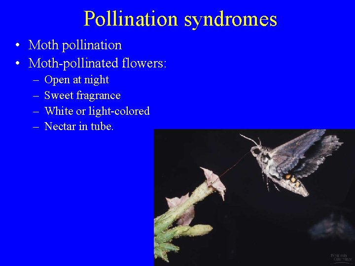 Pollination syndromes • Moth pollination • Moth-pollinated flowers: – – Open at night Sweet