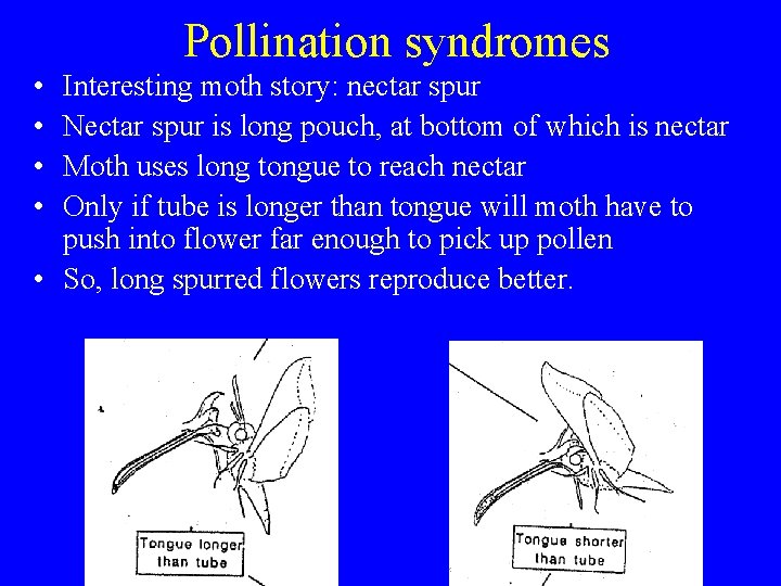 Pollination syndromes • • Interesting moth story: nectar spur Nectar spur is long pouch,