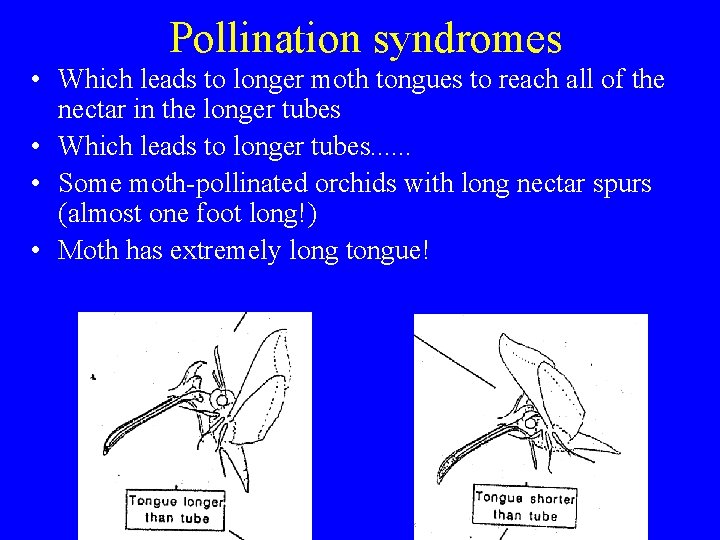 Pollination syndromes • Which leads to longer moth tongues to reach all of the
