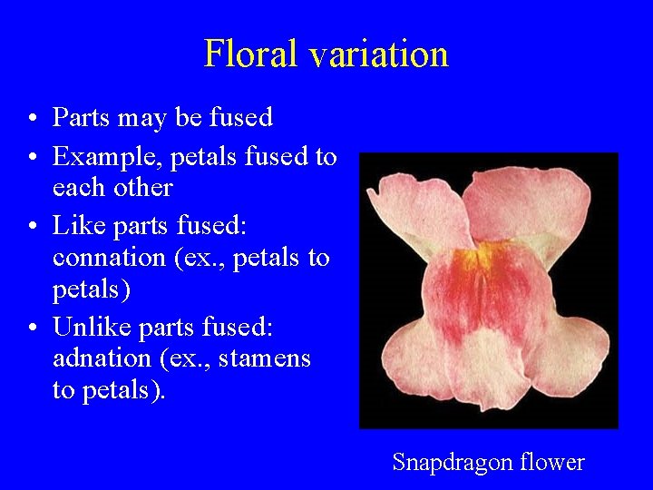 Floral variation • Parts may be fused • Example, petals fused to each other