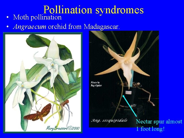 Pollination syndromes • Moth pollination • Angraecum orchid from Madagascar. Nectar spur almost 1