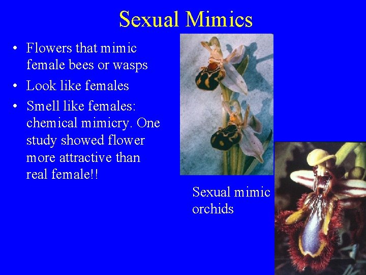 Sexual Mimics • Flowers that mimic female bees or wasps • Look like females