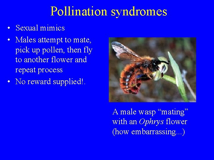 Pollination syndromes • Sexual mimics • Males attempt to mate, pick up pollen, then
