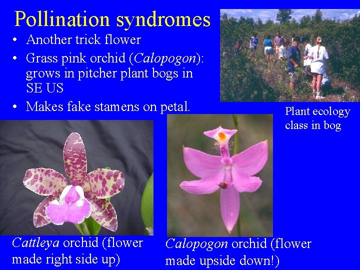 Pollination syndromes • Another trick flower • Grass pink orchid (Calopogon): grows in pitcher