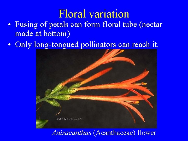 Floral variation • Fusing of petals can form floral tube (nectar made at bottom)