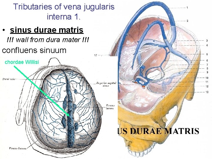 Tributaries of vena jugularis interna 1. • sinus durae matris !!! wall from dura Tributaries of vena jugularis interna 1. • sinus durae matris !!! wall from dura