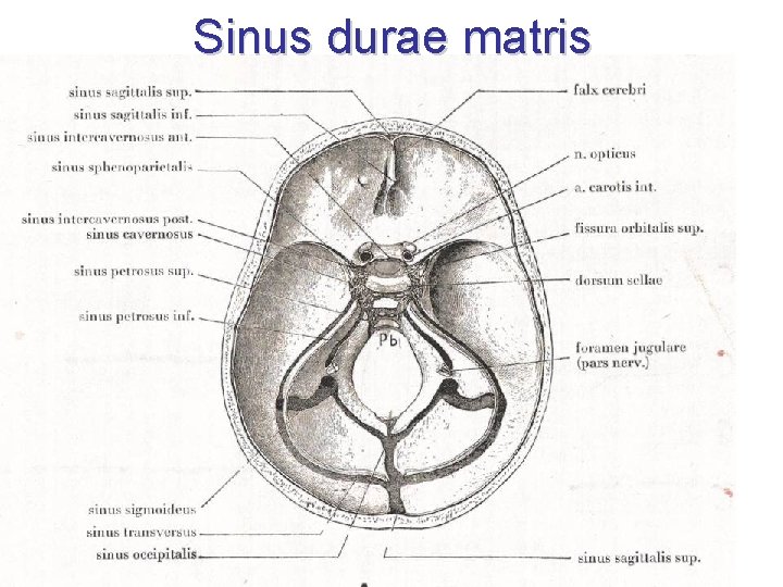Sinus durae matris Sinus durae matris