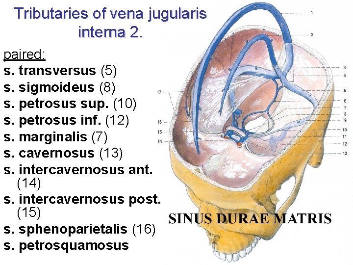 Tributaries of vena jugularis interna 2. paired: s. transversus (5) s. sigmoideus (8) s. Tributaries of vena jugularis interna 2. paired: s. transversus (5) s. sigmoideus (8) s.