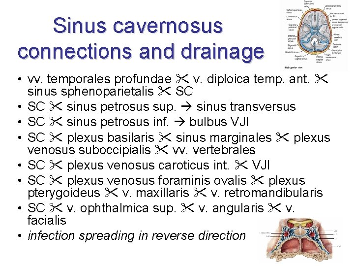 Sinus cavernosus connections and drainage • vv. temporales profundae v. diploica temp. ant. sinus