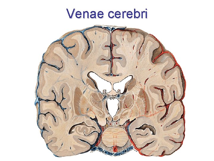 Venae cerebri 