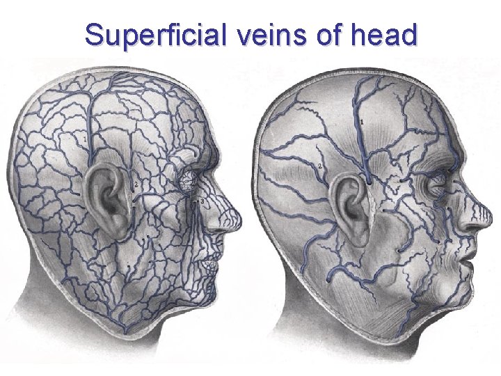 Superficial veins of head Superficial veins of head