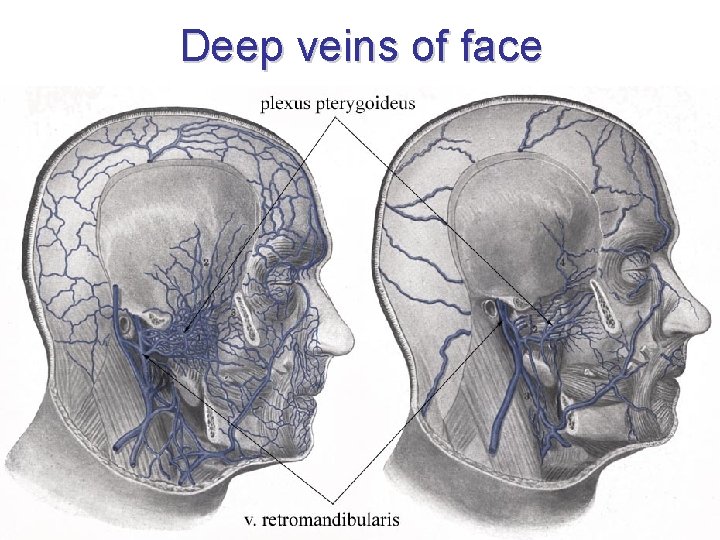 Deep veins of face Deep veins of face