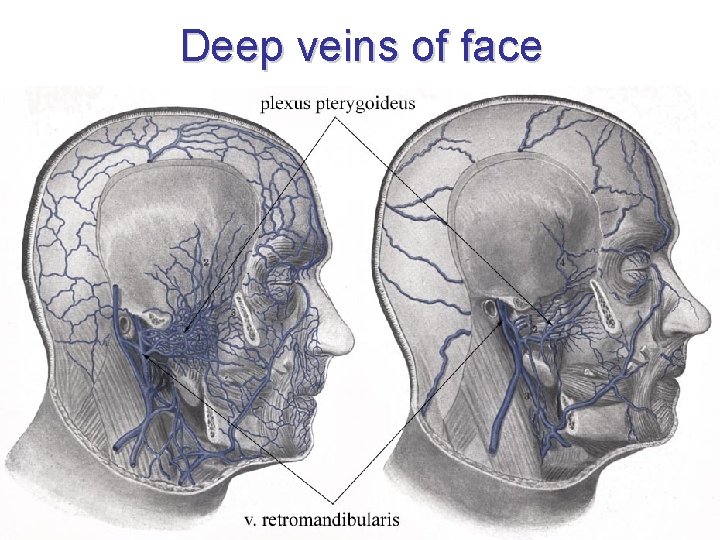 Deep veins of face 