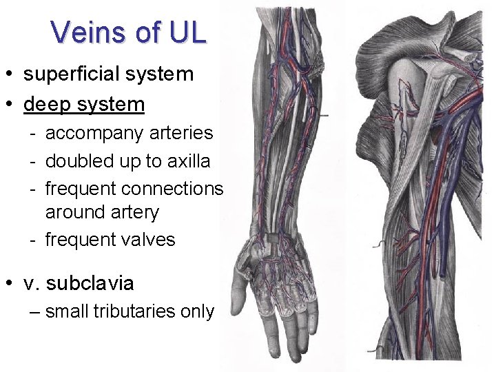 Veins of UL • superficial system • deep system - accompany arteries - doubled Veins of UL • superficial system • deep system - accompany arteries - doubled