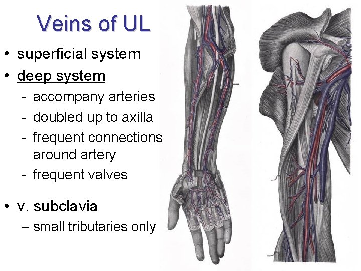 Veins of UL • superficial system • deep system - accompany arteries - doubled