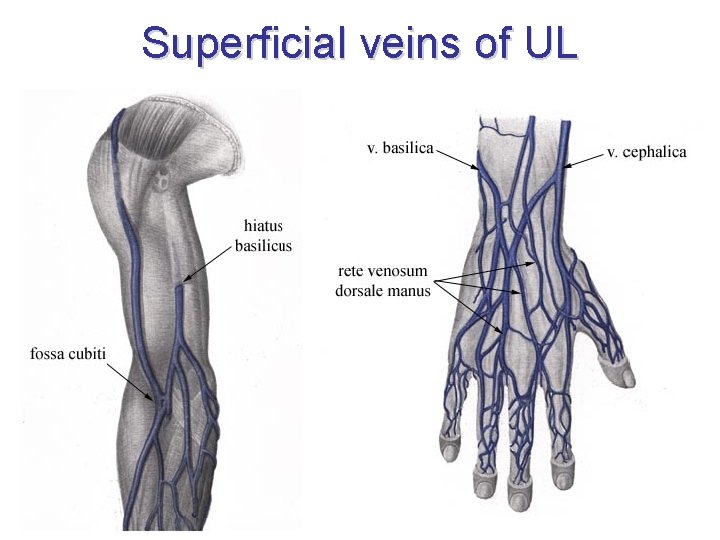 Superficial veins of UL 