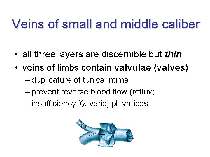 Veins of small and middle caliber • all three layers are discernible but thin Veins of small and middle caliber • all three layers are discernible but thin