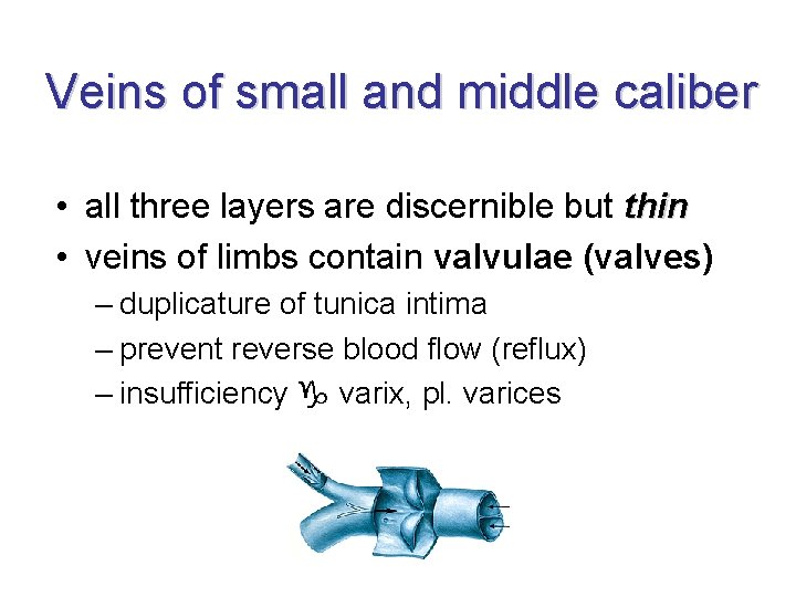 Veins of small and middle caliber • all three layers are discernible but thin