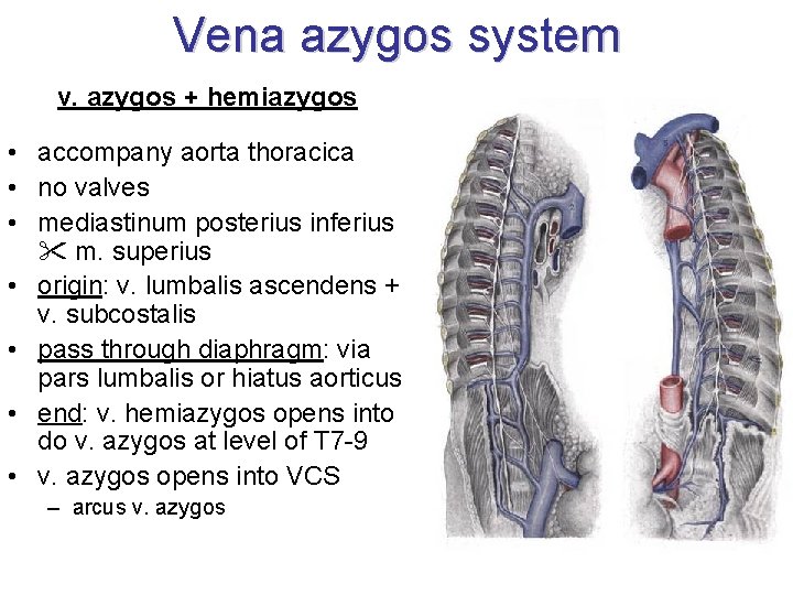 Vena azygos system v. azygos + hemiazygos • accompany aorta thoracica • no valves Vena azygos system v. azygos + hemiazygos • accompany aorta thoracica • no valves