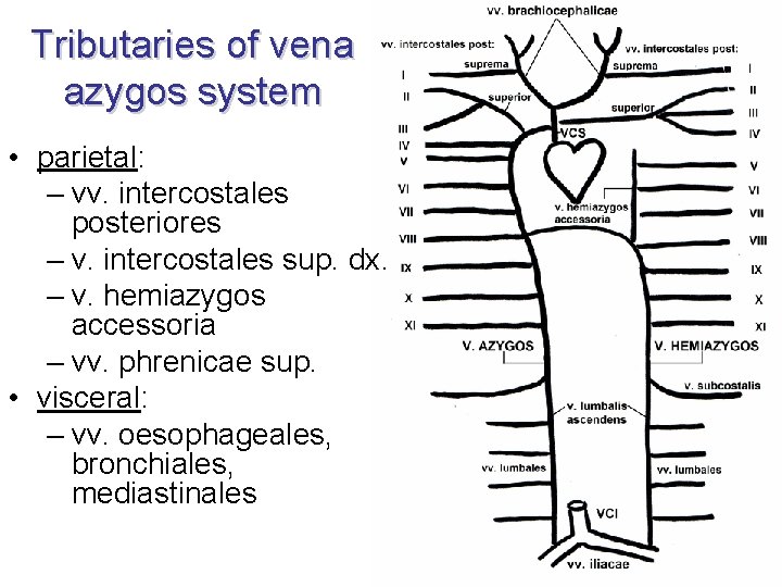 Tributaries of vena azygos system • parietal: – vv. intercostales posteriores – v. intercostales