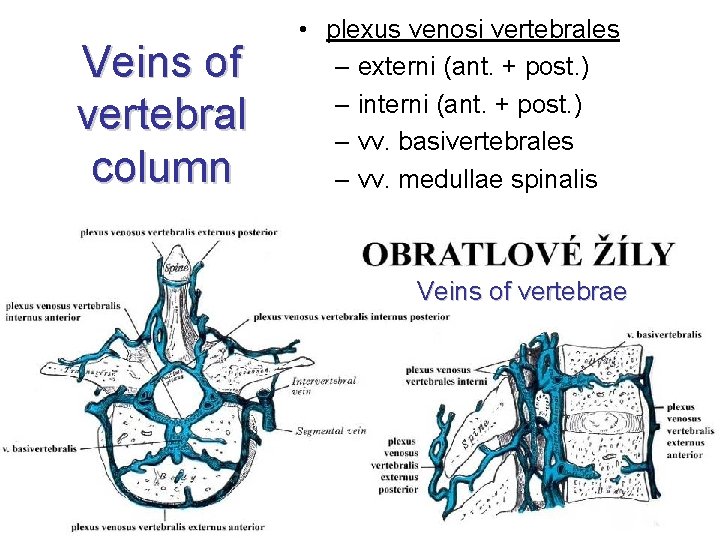 Veins of vertebral column • plexus venosi vertebrales – externi (ant. + post. )