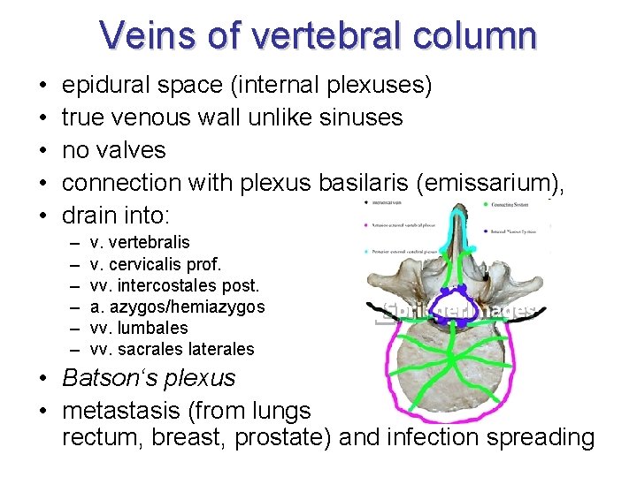 Veins of vertebral column • • • epidural space (internal plexuses) true venous wall Veins of vertebral column • • • epidural space (internal plexuses) true venous wall