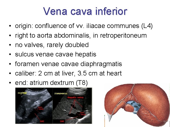 Vena cava inferior • • origin: confluence of vv. iliacae communes (L 4) right Vena cava inferior • • origin: confluence of vv. iliacae communes (L 4) right