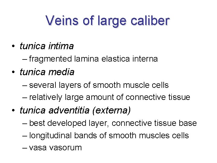 Veins of large caliber • tunica intima – fragmented lamina elastica interna • tunica Veins of large caliber • tunica intima – fragmented lamina elastica interna • tunica
