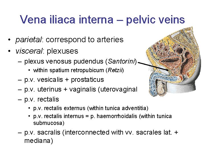 Vena iliaca interna – pelvic veins • parietal: correspond to arteries • visceral: plexuses Vena iliaca interna – pelvic veins • parietal: correspond to arteries • visceral: plexuses