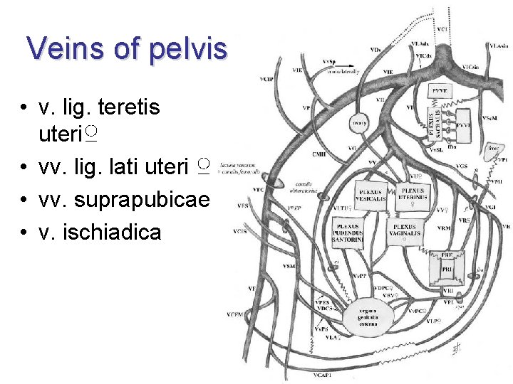 Veins of pelvis • v. lig. teretis uteri♀ • vv. lig. lati uteri ♀